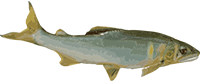 鮎
